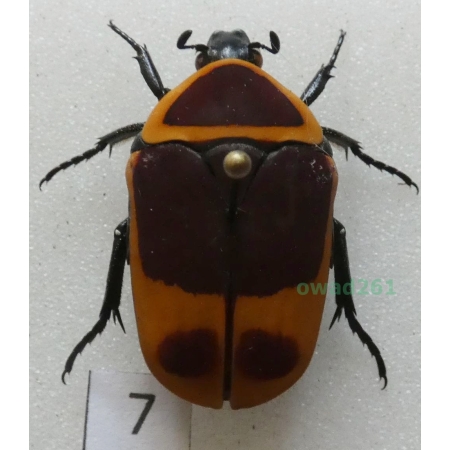 Pachnoda marginata peregrina Kolbe, 1906 ex. ovo Czad7